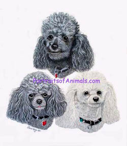 White and Grey Poodles Portrait