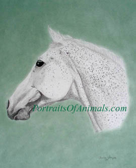 Warmblood Horse Portrait - Pet Portraits by Cherie Vergos