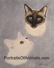 Siamese Cat and White Cat Portrait - Pet Portraits by Cherie