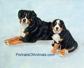 Bernese Mountain Dogs Portrait - Pet Portraits by Cherie