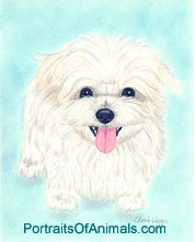 Maltese Dog Portrait - Pet Portraits by Cherie
