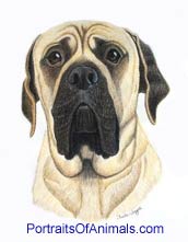 Mastiff Dog Portrait - Pet Portraits by Cherie