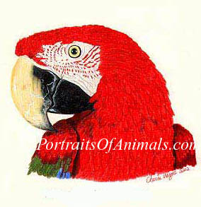 Greenwing Macaw Parrot Portrait