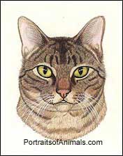 Tabby Cat Portrait- Pet Portraits by Cherie Vergos